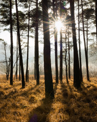 Wall Mural - sun shining through pine tree forest on a autumn misty morning in the lake district.