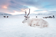 Winter White Deer In The Desert Of Siberia, Russia, Yamal. Resting On The Snow At Sunrise.
