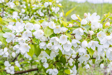 Wall Mural - Macro closeup of many white cherry blossoms with green leaves showing detail and texture