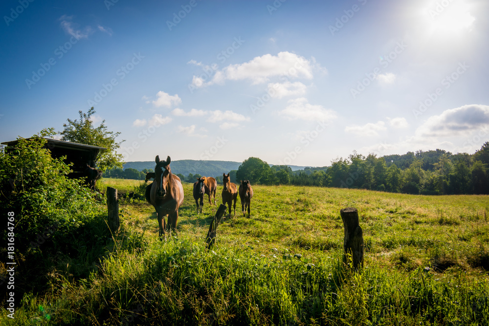Pferde auf der Koppel
