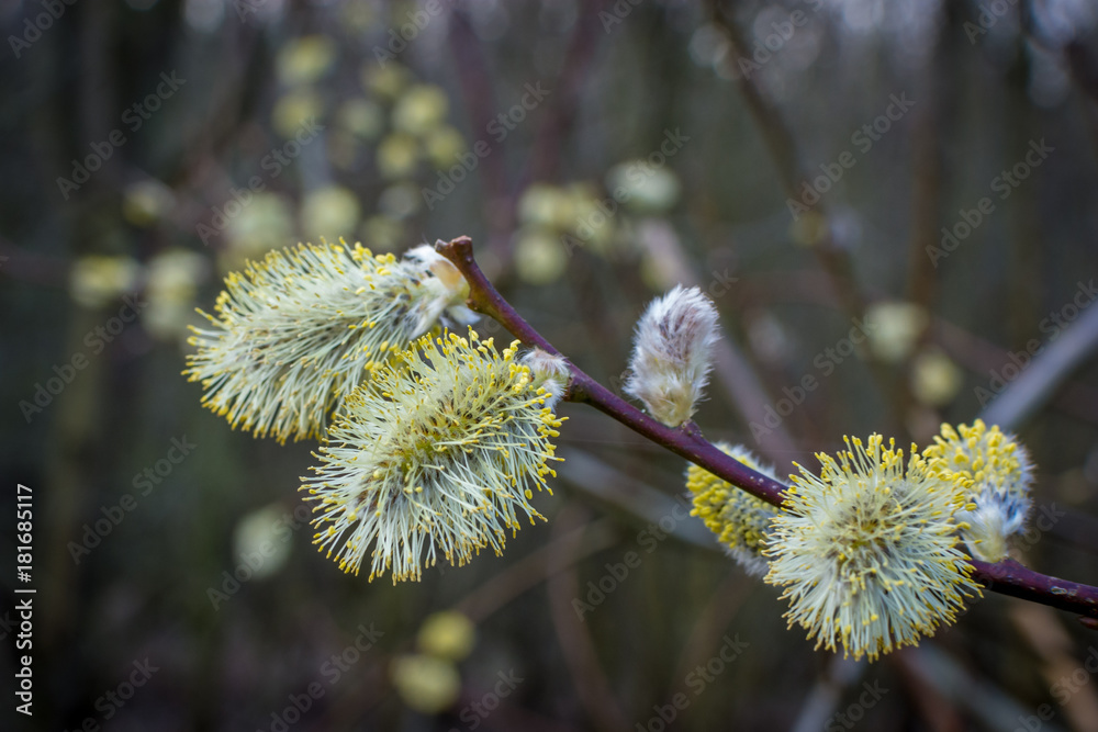 Weidenkätzchen