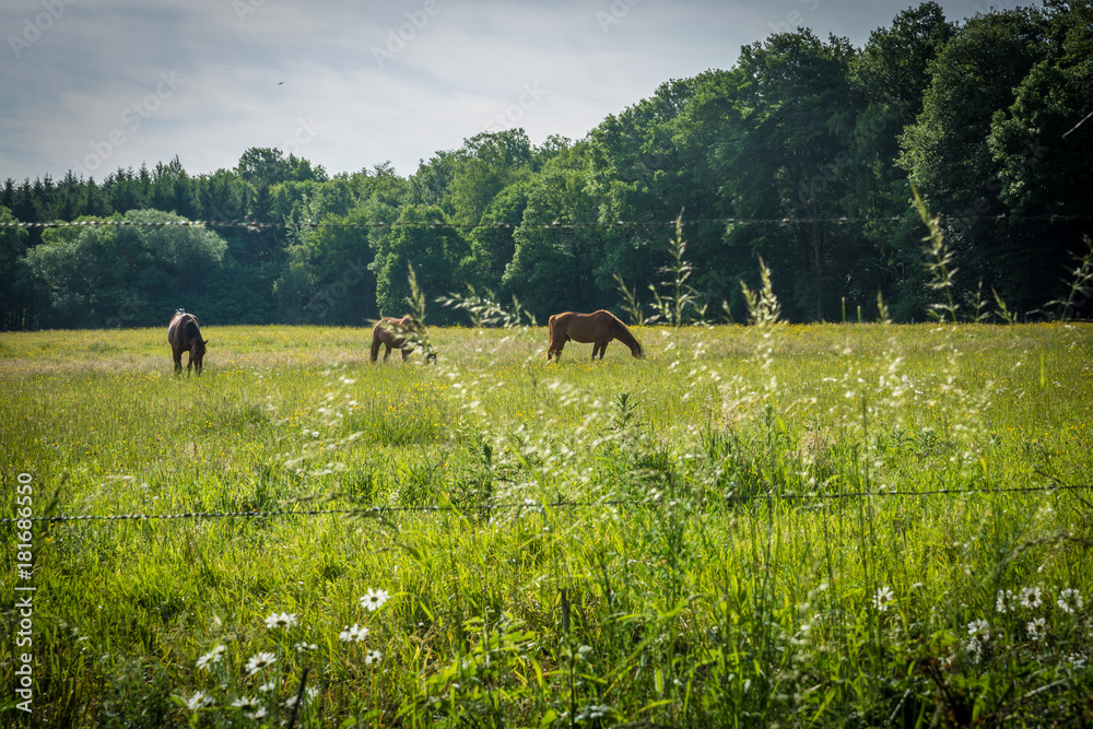 Pferde auf der Koppel