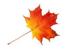 Red, Yellow Maple Leaf On White Background