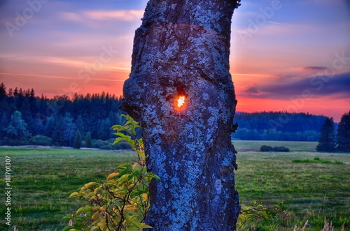 Fotografia, Obraz Sun shining through the broad leaf tree trunk at autumn/fall evening