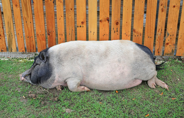 A large pig in farm. Pig in nature farming.