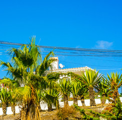 Wall Mural - beautiful spreading palm tree on the beach, exotic plants symbol of holidays, hot day, big leaves