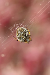 Wall Mural - araña