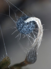 A Fruit Body Of A Slime Mold, Or Myxomycete, Is Caught In Fibers Of Fungal Mold. Contamination Of A Laboratory Culture. Slime Moulds Are Organisms That Gather From Many Microscopic Unicellular Amoebae