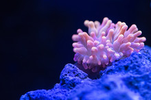 Bubble Tip Coral Anemone