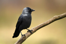 Jackdaw Crow (Corvus Monedula)