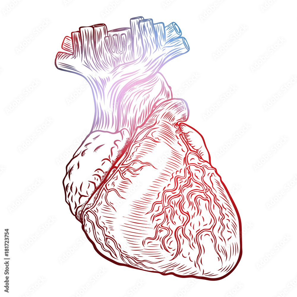 Sketched hand drawn line art decorative human heart in anatomy details ...