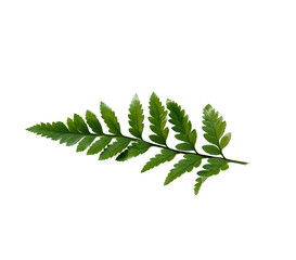 Sticker - fern leaf