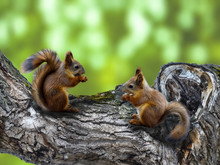 Two Red Squirrels On The Tree With A Hollow Eat Nuts Or Seeds. The Squirrels In The Forest Or In The Park On A Green Background.