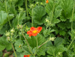 Geum coccineum nordeck or avens red flower with green