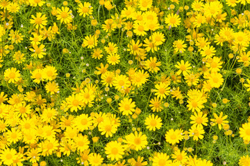  Yellow flowers with green leaves floor.yellow flower background.