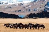 Fototapeta  - Beautiful free horses dash in the wilderness mountains of snowy mongolia during the golden eagle festival 