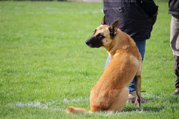 un chien berger belge malinois fait l'exercice pas bouger pendant que son maître parle au juge