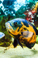 Oscar Fish (Astronotus ocellatus) - South American freshwater fish from the cichlid family. The underwater world. Bright exotic tropical fish.