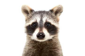 Wall Mural - portrait of a cute funny raccoon, closeup, isolated on white background
