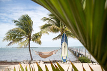 Person Relaxing In Hammock Between Two Palm Trees, Surf Board Resting Against Palm Tree