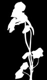 Fototapeta Uliczki - white nasturtium with bloom and bud silhouette