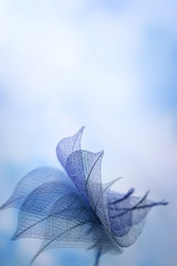  Skeleton leaves on blured background, close up