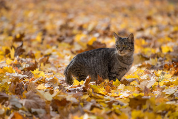 Wall Mural - Tabby cat in fall leaves