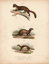 Old Illustration Of Animals.