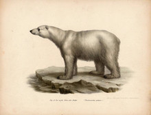 Old Illustration Of Animals.