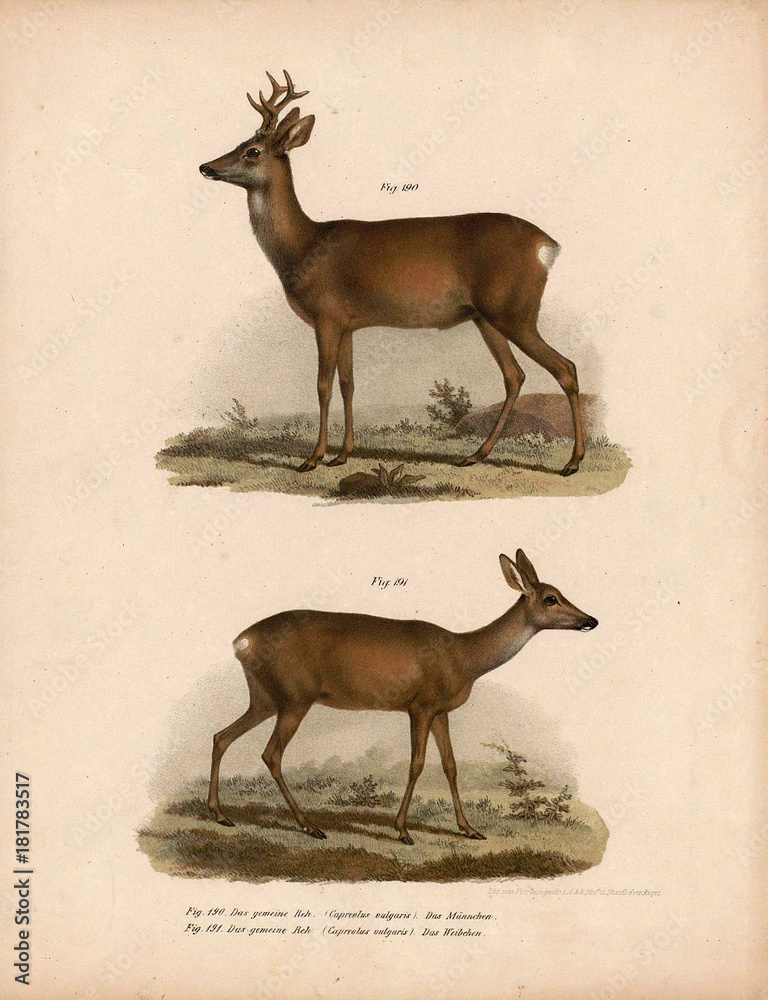 Old illustration of animals. Stock Illustration | Adobe Stock