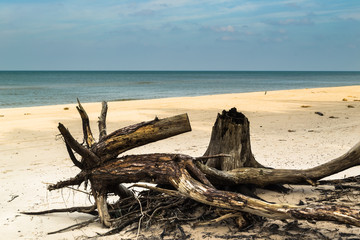 Empty beach before storm. Deserted landscape and fallen tree trunks, natural state of nature, Slowinski National Park, Poland, Baltic Sea