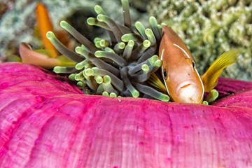 Clown fish inside red anemone in indonesia