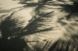 Shadows of palm tree leaves on the beach sand with some dry leaves and on the ground. The leaves are many and messy. 