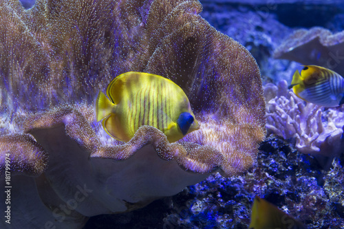 Zdjęcie XXL Żółta motyl ryba wśród korali
