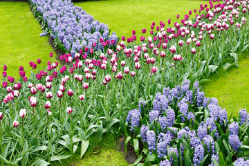 Poster - Flowerbed with tulips and hyacinths