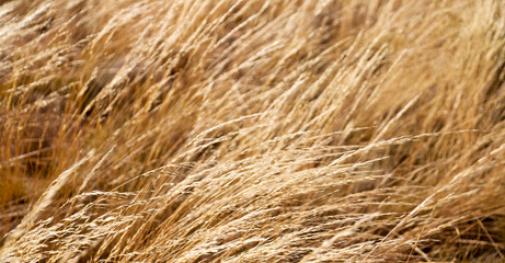 the abstract texture of a yellow grass