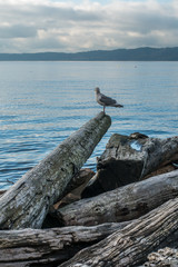 Wall Mural - Seagull Shoreline Landscape 3