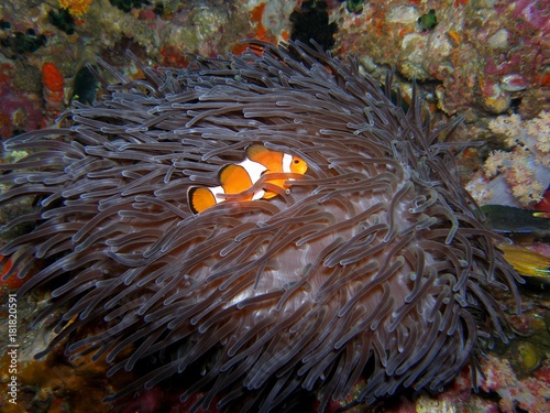 Fotografia Ocellaris Clownfish in Anemone, Similan Islands, Andaman Sea, Thailand, Underwat