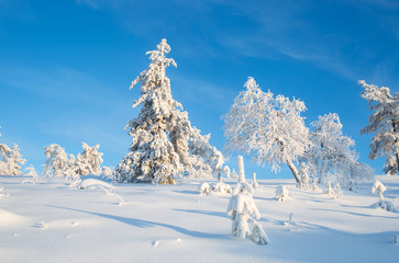 Trees Covered With Snow In Sunny Day With Clear Blue Sky In Lapland Finland, Northern Europe, Beautiful Snowy Winter Forest Landscape Background