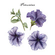 Flowers set of watercolor petunias and leaves