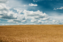 Barley Yellow Field, Blue Sky, White Clouds.