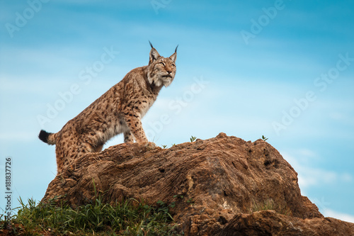 Fotomural Lynx climbed on a stone and looking at the horizon