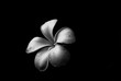 © krungchingpixs - black and white frangipani flower