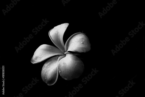 Fotomural black and white frangipani flower