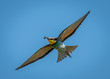 A European bee-eater (Merops apiaster) flying
