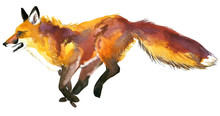 Watercolor Fox Illustration. 