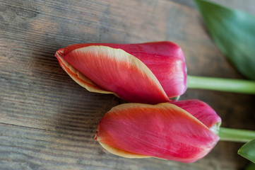 Two red tulips on a wooden surface.