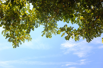 blue sky and green leaves at the top