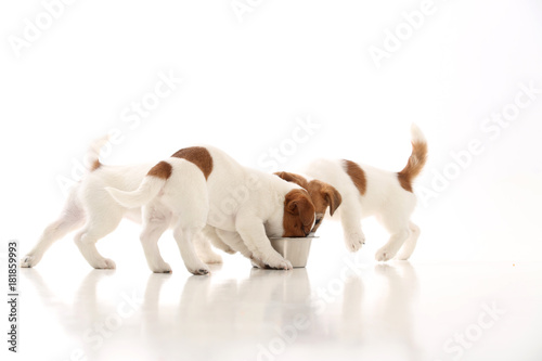 Three Jack Russell Puppies Eating From Bowl White Background