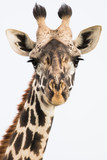 Fototapeta Zwierzęta - White Sky Giraffe